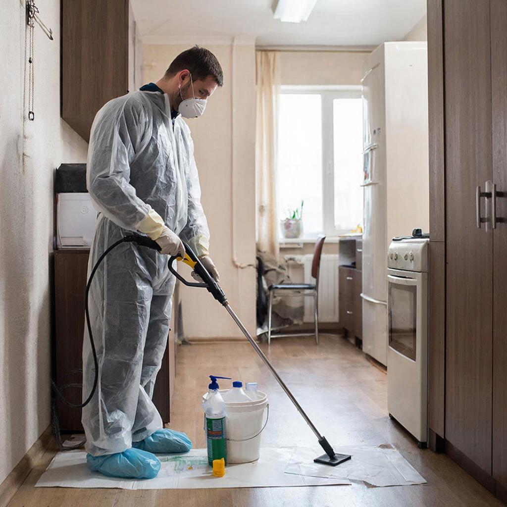 Когда квартира восстает: нашествие насекомых и битва за дом